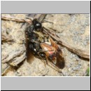 Lindenius albilabris - Grabwespe w04d 7mm - mit Lygus pratensis-Weichwanze -m- beim Nesteintrag - OS-Hasbergen Lehmhuegel.jpg